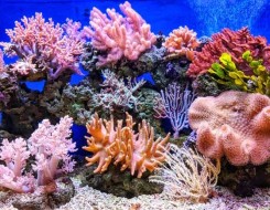  عمان اليوم - التغيرات المناخية تُهدّد الشعاب المرجانية في خليج العقبة
