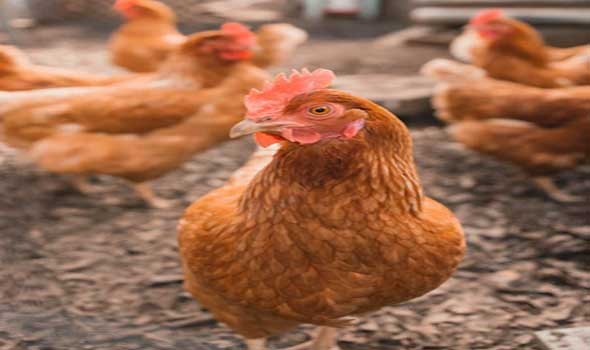 وزير الثروة الزراعية العماني يرفع حظر استيراد الطيور الحية من إيران