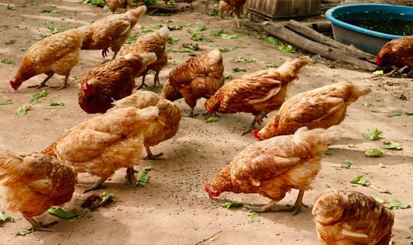  عمان اليوم - هولندا تعدم آلاف الطيور بسبب سلالة إنفلونزا شديدة العدوى