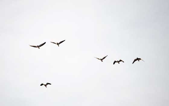  عمان اليوم - رصد أنواع مختلفة من طائر البوم بمتنزه القرم الطبيعي