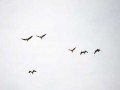  عمان اليوم - رصد أنواع مختلفة من طائر البوم بمتنزه القرم الطبيعي