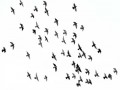  عمان اليوم - مقاومة الطيور بالطيور للحفاظ على محاصيل العنب الأميركية