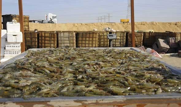  عمان اليوم - 17 % نسبة الإنجاز في مشروع سوق الأسماك فى ولاية خصب