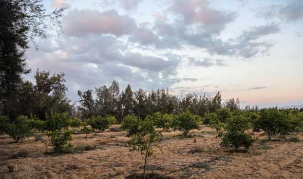  عمان اليوم - استزراع 50 ألف شجرة قُرم لمبادرة أوكيو الخضراء في شمال الباطنة