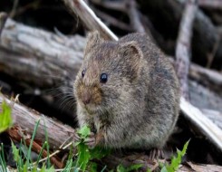  عمان اليوم - دراسة تكشف أن دماء الفئران الصغيرة تطيل عمر مثيلاتها الكبيرة