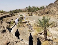  عمان اليوم - يوم الشجرة العماني يشهد تفعيل مبادرات للمحافظة على البيئة