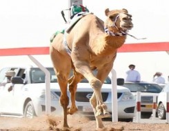  عمان اليوم - تواصل منافسات المهرجان السنوي للهجن الأهلية في محافظة الداخلية