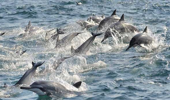  عمان اليوم - الكشف عن طريقة تواصل الحيتان ومدى تشابهها مع البشر