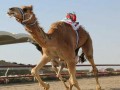  عمان اليوم - تواصل منافسات السباق الخامس من المهرجان السنوي للهجن الأهلية في سلطنة عمان