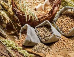  عمان اليوم - بدء حصاد 63 فدانًا من محصول القمح في ولاية أدم في محافظة الداخلية