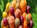  عمان اليوم - أنواع من الفواكه تحتوي على نسبة عالية من البروتين