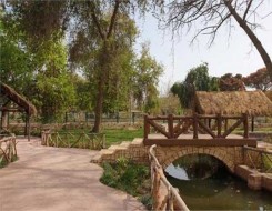  عمان اليوم - خلطات طبيعية فعالة لإبعاد الآفات عن نباتات المنزل والحديقة