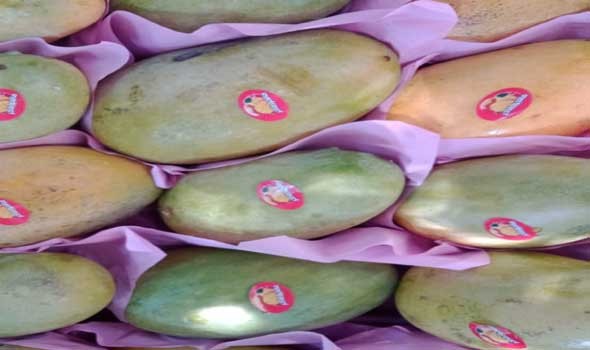  عمان اليوم - دراسة حديثة تكشف تأثيرا خفيا لتناول المانجو والأفوكادو معا