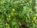  عمان اليوم - وزارة الزراعة الأميركية تؤكد ثلاث إصابات جديدة بالدودة الحلزونية بينها حالتان في تكساس