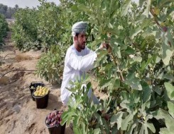  عمان اليوم - حملة "عُمان تزهر"  تعزز انتشار المساحات الخضراء في السلطنة