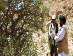  عمان اليوم - انتهاء المرحلة الثانية لمشروع مسح أشجار المُر العربي في سلطنة عُمان