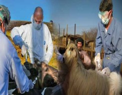  عمان اليوم - 4 ملايين جرعة تحصين لوقاية الحيوانات من الأمراض والأوبئة في سلطنة عمان