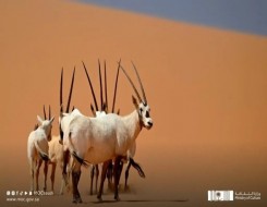  عمان اليوم - "عروق بني معارض" أول موقع للتراث الطبيعي في السعودية على قائمة اليونسكو