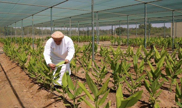 بدء المرحلة الثانية من مشروع زراعة الكركم في محافظة ظفار