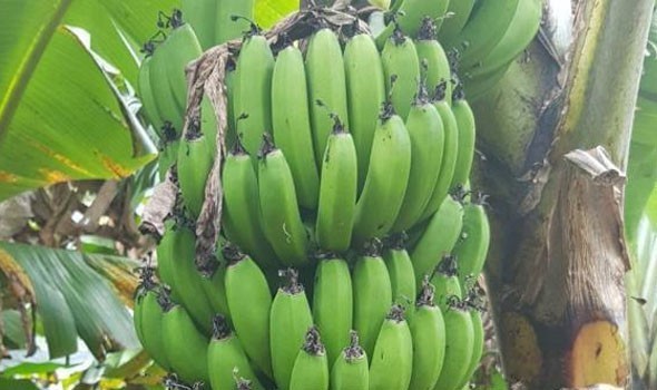  عمان اليوم - تناول الموز قبل النضج الكامل يَقِي من سرطان القولون