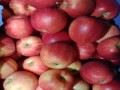  عمان اليوم - الخبراء يختارون "التفاح" كأفضل فاكهة لتعزيز صحة القلب