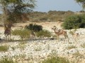  عمان اليوم - المحميات الطبيعية في سلطنة عُمان تدعم حماية التنوع البيولوجي وتعزيز السياحة البيئية